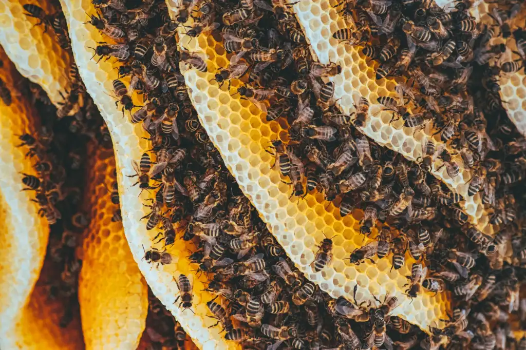 细胞培养板与细胞培养皿的选型要点：为苏州生物医药企业提供技术参考