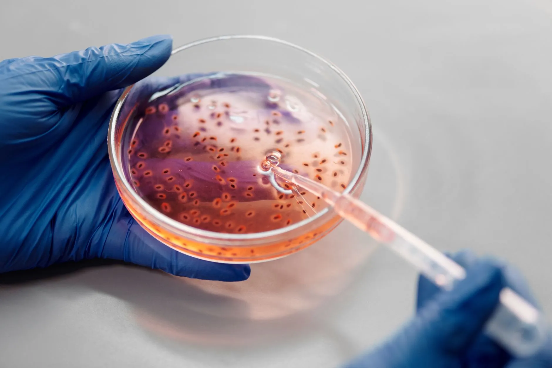 生物医药研发中细胞培养瓶与培养皿的选型对比及适用场景正文配图 1