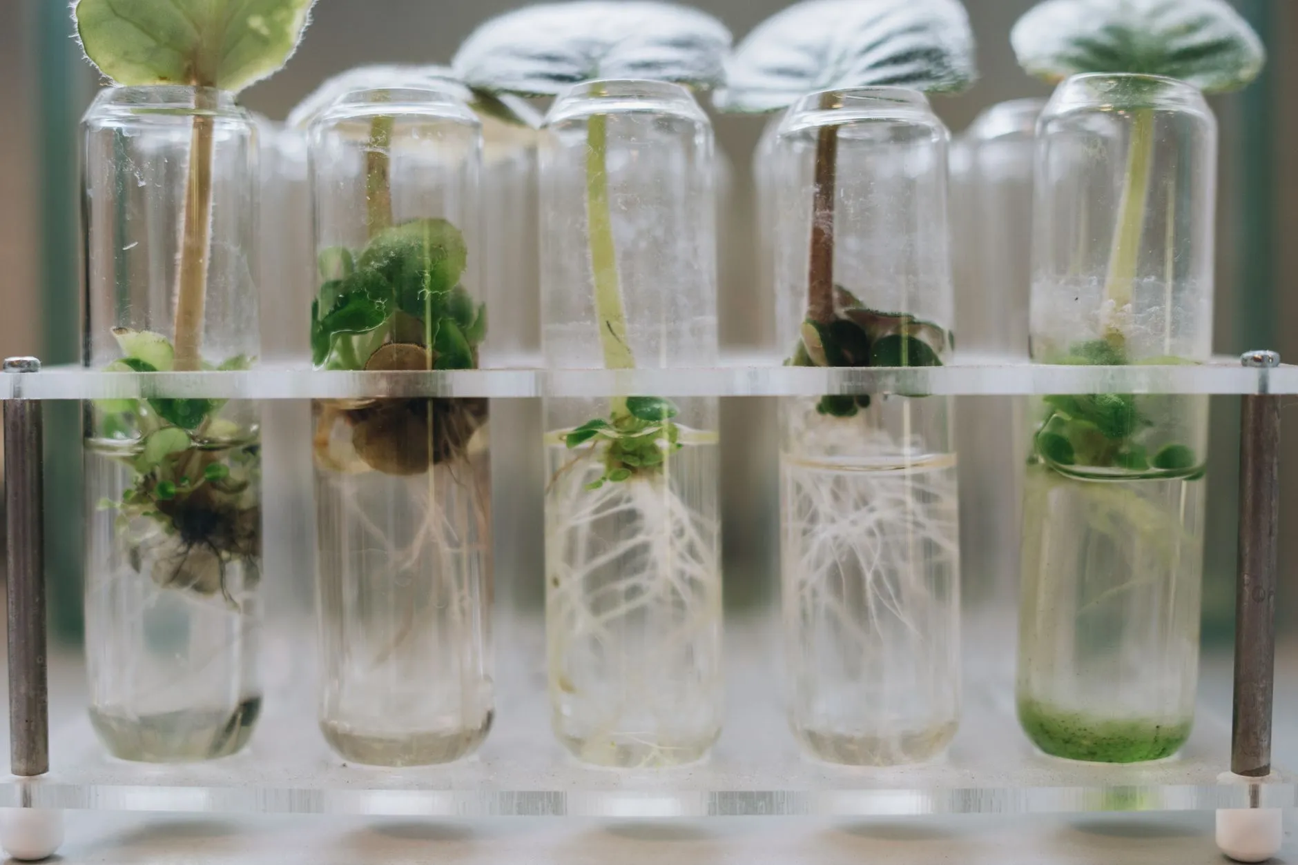 长三角生物医药企业细胞培养瓶与移液管采购要点解析